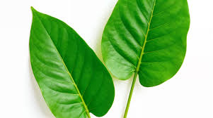 Banaba levelek